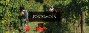 Persone impegnate nella vendemmia in Campania nei vigneti di Porto di Mola