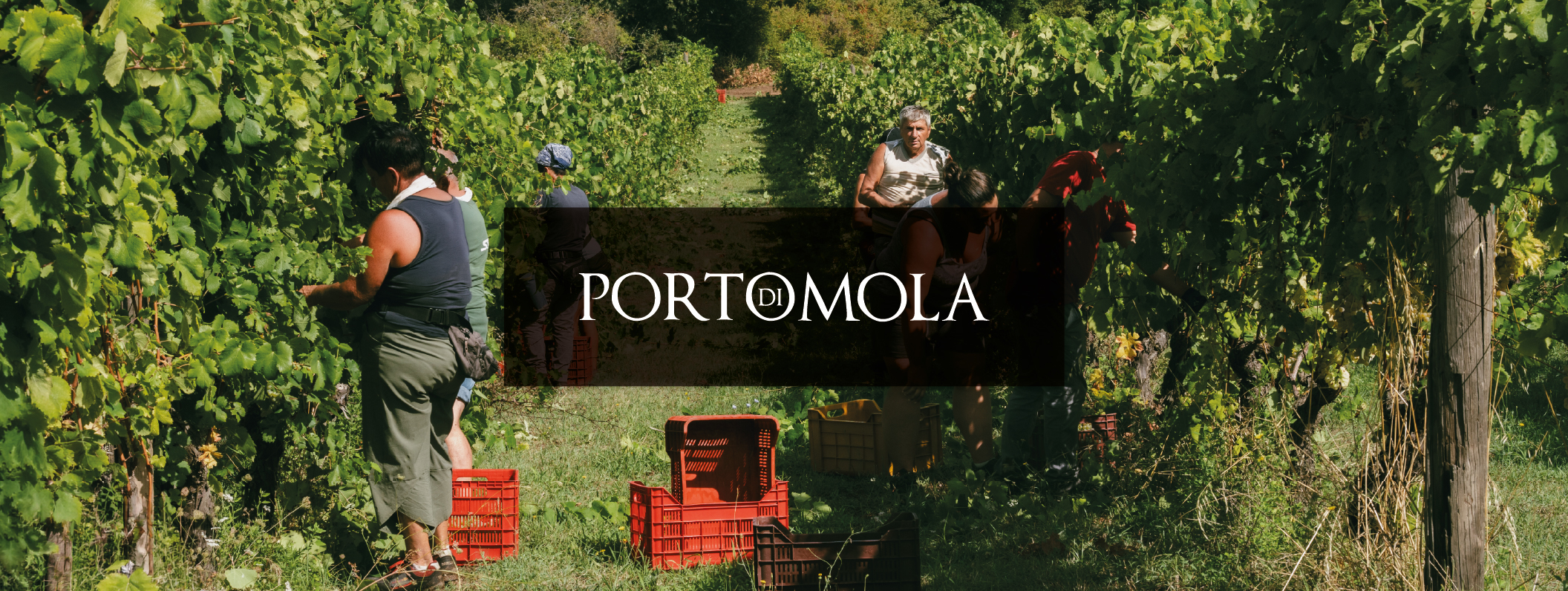 Persone impegnate nella vendemmia in Campania nei vigneti di Porto di Mola